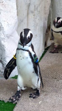 恩賜上野動物園に投稿された画像（2025/6/6）