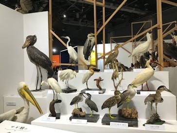 特別展「鳥～ゲノム解析が解き明かす新しい鳥類の系統～」に投稿された画像（2025/6/6）