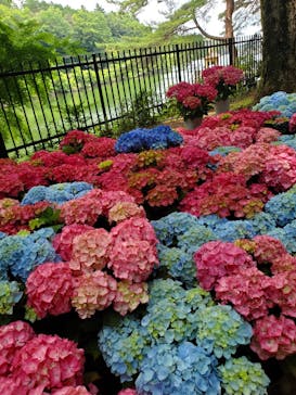 ムーミンバレーパークに投稿された画像（2025/6/6）