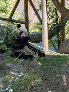 恩賜上野動物園に投稿された画像（2025/6/6）