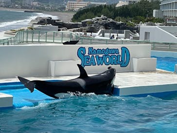 鴨川シーワールドに投稿された画像（2025/6/6）