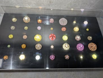 あわしまマリンパークに投稿された画像（2025/6/6）