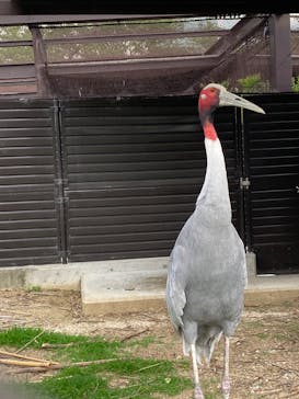 天王寺動物園に投稿された画像（2025/6/6）