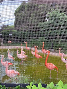 天王寺動物園に投稿された画像（2025/6/6）