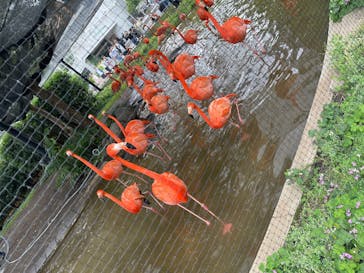 恩賜上野動物園に投稿された画像（2025/6/6）