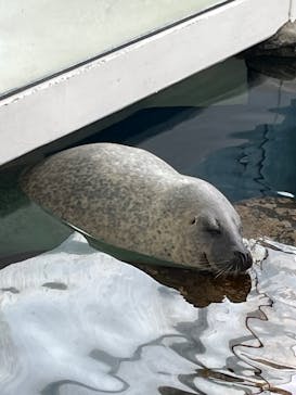 しながわ水族館に投稿された画像（2025/6/6）