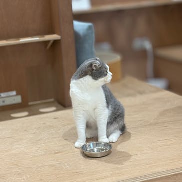 Cat Café MOFF 仙台PARCO店に投稿された画像（2025/6/6）