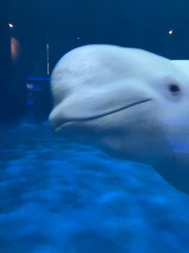 島根県立 しまね海洋館に投稿された画像（2025/6/6）