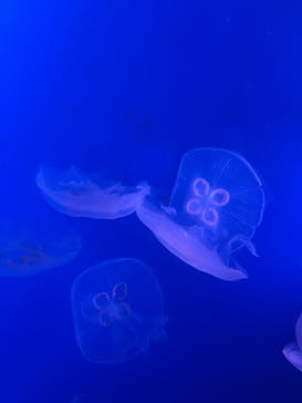 新江ノ島水族館に投稿された画像（2025/6/6）