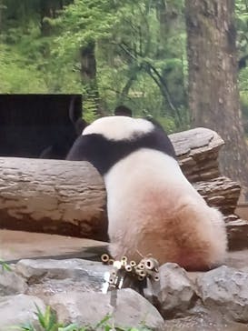 恩賜上野動物園に投稿された画像（2025/6/7）
