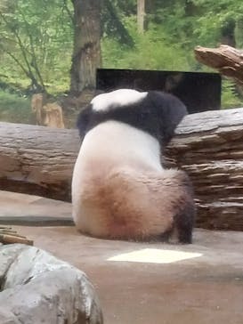 恩賜上野動物園に投稿された画像（2025/6/7）