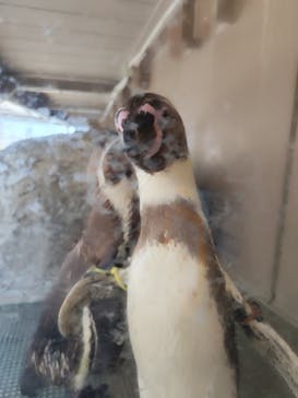 アクアワールド茨城県大洗水族館に投稿された画像（2025/6/7）