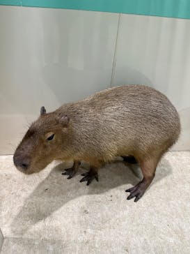 アニタッチアクアシティお台場に投稿された画像（2025/6/7）