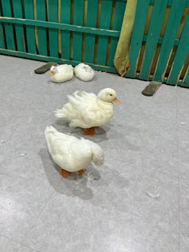 アニタッチアクアシティお台場に投稿された画像（2025/6/7）