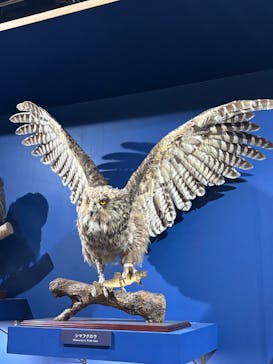 特別展「鳥～ゲノム解析が解き明かす新しい鳥類の系統～」に投稿された画像（2025/6/7）