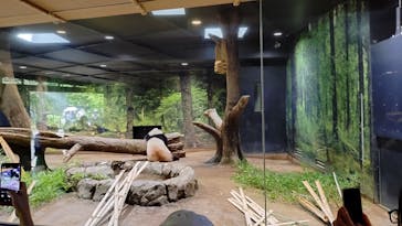 恩賜上野動物園に投稿された画像（2025/6/7）