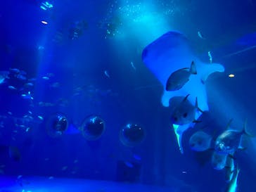 のとじま水族館に投稿された画像（2025/6/7）