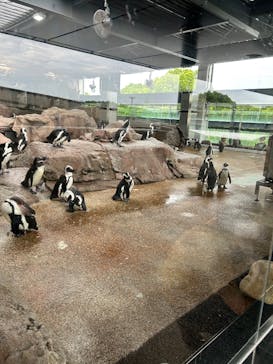 京都水族館に投稿された画像（2025/6/7）