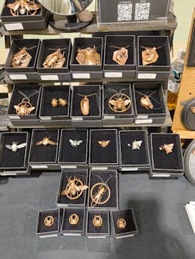 地球のお宝大集合！博物マニアに投稿された画像（2025/6/7）