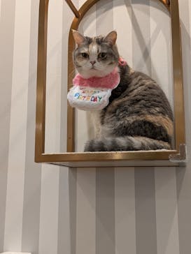 猫カフェモカ　アルシェ大宮店に投稿された画像（2025/6/7）