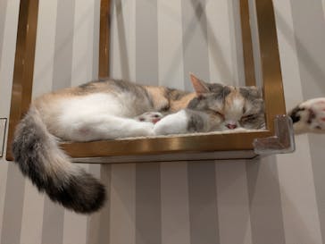 猫カフェモカ　アルシェ大宮店に投稿された画像（2025/6/7）