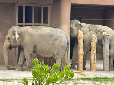 名古屋市東山動植物園に投稿された画像（2025/6/7）