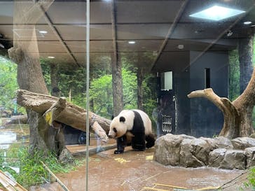 恩賜上野動物園に投稿された画像（2025/6/7）
