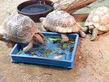 天王寺動物園に投稿された画像（2025/6/7）