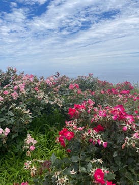 ACAO FORESTに投稿された画像（2025/6/7）