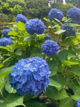 ACAO FORESTに投稿された画像（2025/6/7）