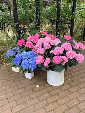 横浜イングリッシュガーデンに投稿された画像（2025/6/7）