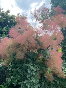 横浜イングリッシュガーデンに投稿された画像（2025/6/7）