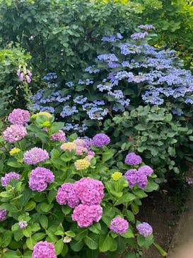 横浜イングリッシュガーデンに投稿された画像（2025/6/7）