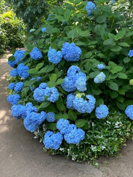 横浜イングリッシュガーデンに投稿された画像（2025/6/7）