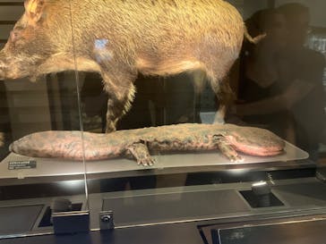 国立科学博物館に投稿された画像（2025/6/7）