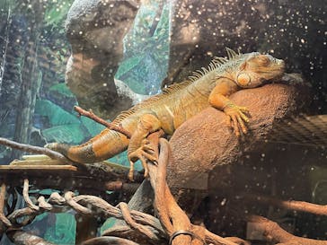 天王寺動物園に投稿された画像（2025/6/7）