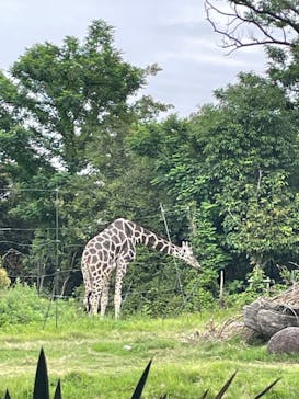 天王寺動物園に投稿された画像（2025/6/7）