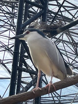 天王寺動物園に投稿された画像（2025/6/7）