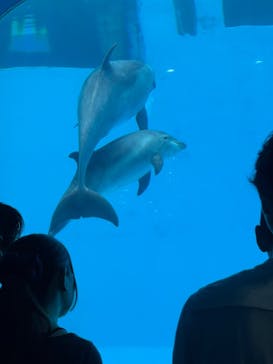 名古屋港水族館に投稿された画像（2025/6/7）