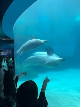 名古屋港水族館に投稿された画像（2025/6/7）