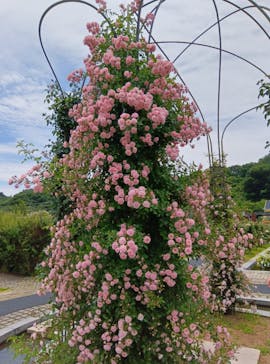 ぎふワールド・ローズガーデンに投稿された画像（2025/6/7）