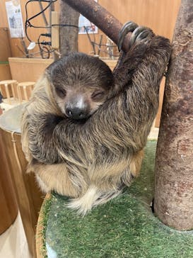 Moff animal cafe イオンモール名取店に投稿された画像（2025/6/7）