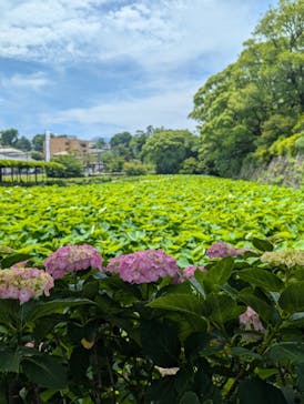小田原城に投稿された画像（2025/6/7）