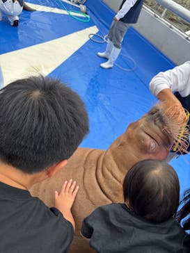 大分マリーンパレス水族館 「うみたまご」に投稿された画像（2025/6/7）