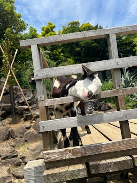 伊豆シャボテン動物公園に投稿された画像（2025/6/7）