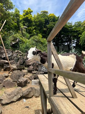 伊豆シャボテン動物公園に投稿された画像（2025/6/7）