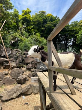 伊豆シャボテン動物公園に投稿された画像（2025/6/7）