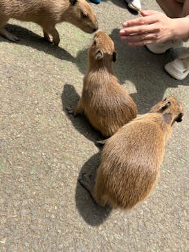 伊豆シャボテン動物公園に投稿された画像（2025/6/7）