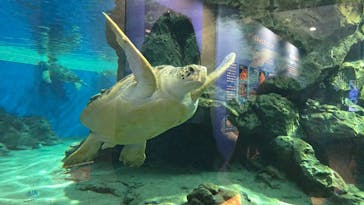 名古屋港水族館に投稿された画像（2025/6/7）