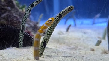 名古屋港水族館に投稿された画像（2025/6/7）